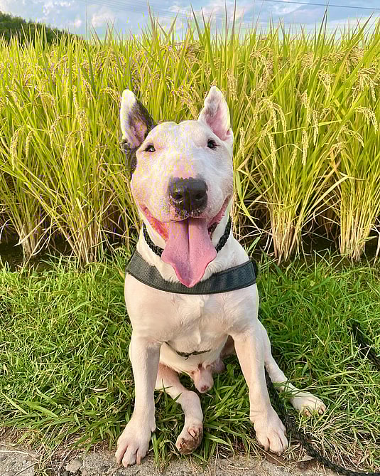 Bond the English Bull Terrier