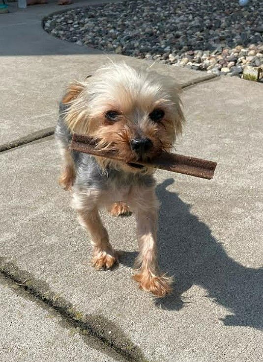 Josh - Yorkshire Terrier Yorkie
