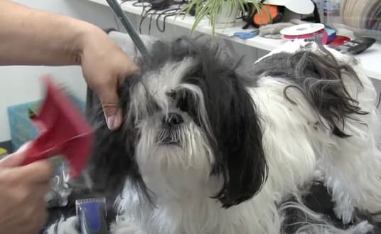 Shaved Shih Tzu