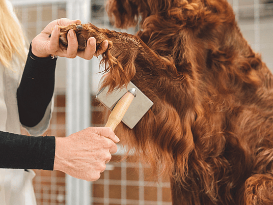 cocker spaniel haircut