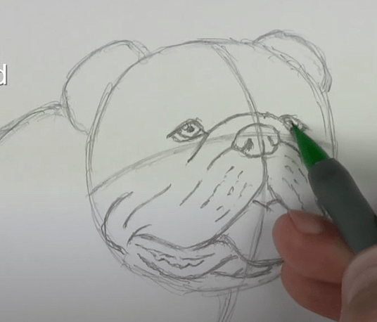 How to Draw an English Bulldog
