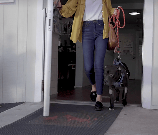 Woman Shamed for Adopting a Pit Bull