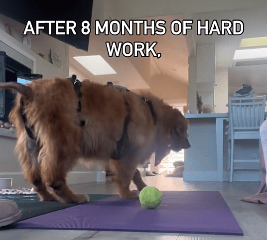 This Golden Retriever Was on the Brink of Euthanasia — See Her Stunning 50-Pound Transformation