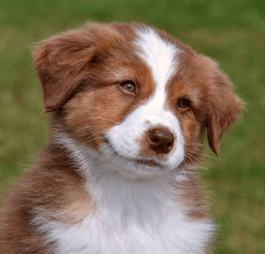 An Aussie