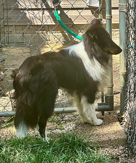 WATSON - Shetland Sheepdog Sheltie