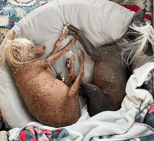 Chinese Crested
