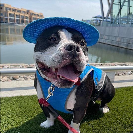 Mickey the micro bully