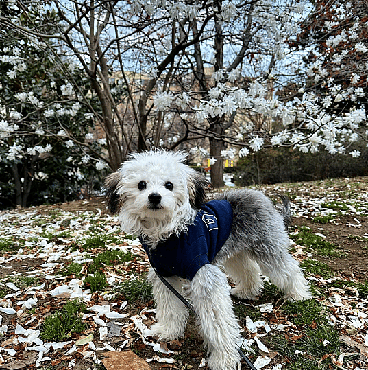 Blanche The Yorkipoo