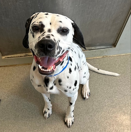 A Rare Mix of Dalmatian and Pitbull