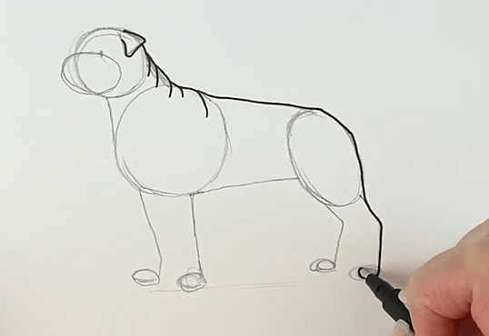 Drawing a Rottweiler