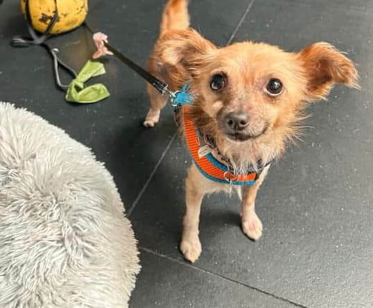 Cookie - Chihuahua