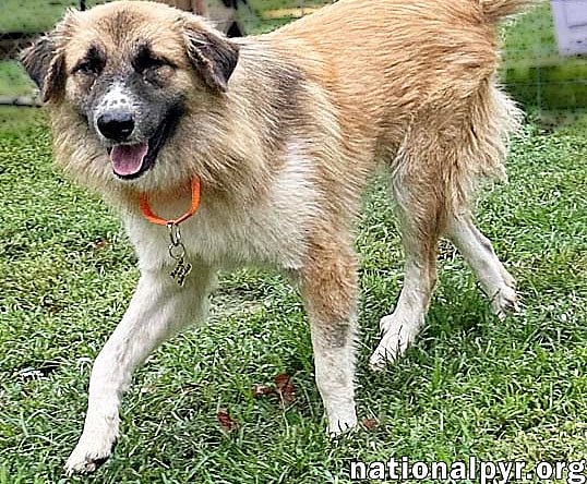 Beaver Cleaver in TN -  Loves to Play with Dogs!