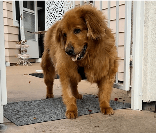 Overweight Golden Retriever