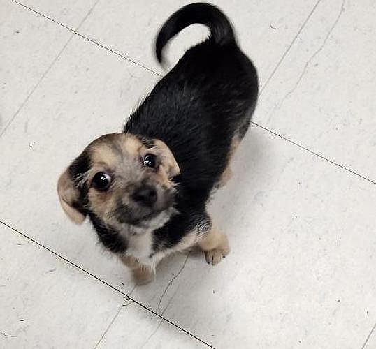 Puppy 27062 (Cynthia) - Chihuahua