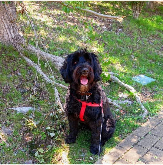 Portuguese Water Dog