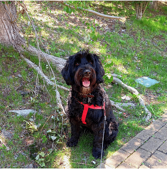 Portuguese Water Dog