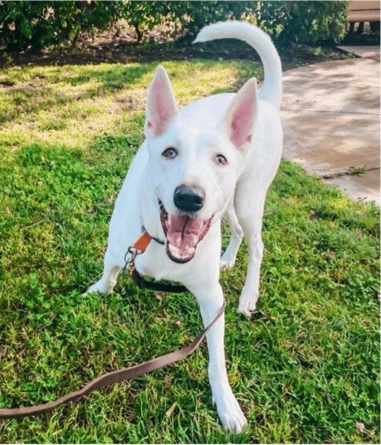 Bronco's 1,000-Day Wait: The Mystery of Why No One Will Adopt Him
