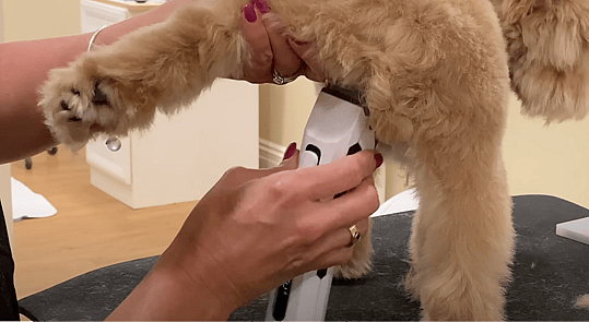 Teddy Bear Goldendoodle Haircut