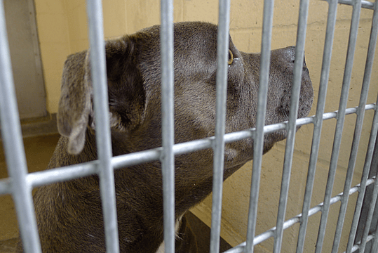 Black pitbull in shelter