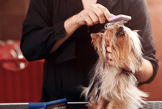 Yorkie Teddy Bear Haircut