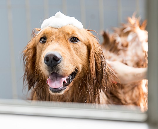 golden retriever getting a bath