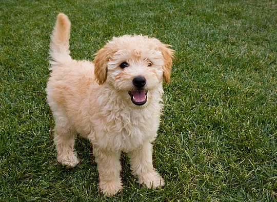 A mini Goldendoodle