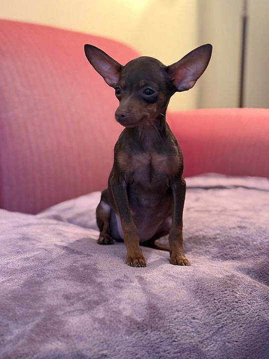 Poppy Dec 24 - In Foster in Raleigh, NC