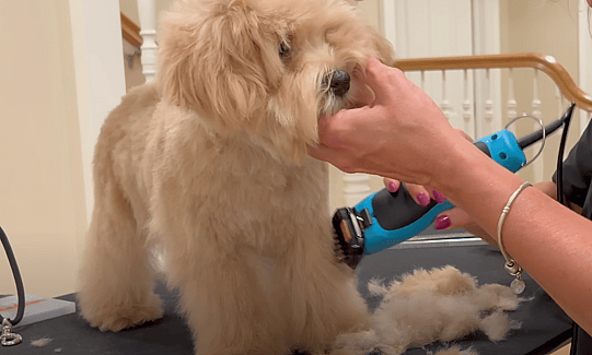 Teddy Bear Goldendoodle Haircut