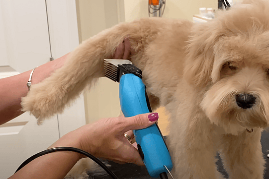 Teddy Bear Goldendoodle Haircut