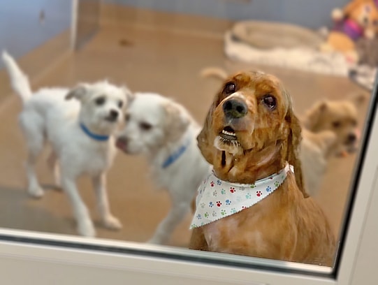 sitting with dogs - Teddy the Cocker Spaniel