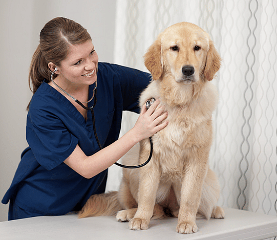 golden retriever at vet