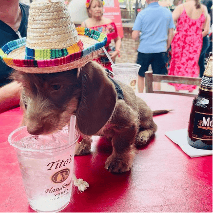 Aunt Chilada’s, A Dog-Friendly Restaurants in Phoenix, AZ