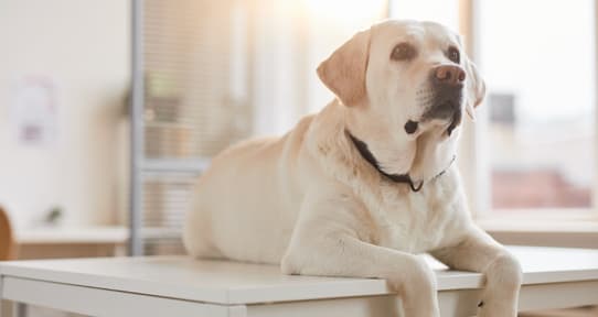 Lab grooming