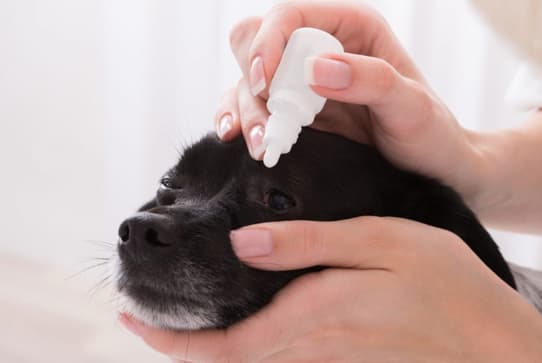 Cataracts Treatment Without Surgery