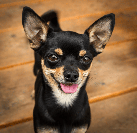 A chihuahua