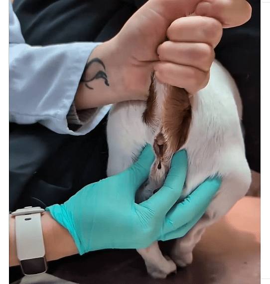 Dog Dragging His Bum Along the Floor