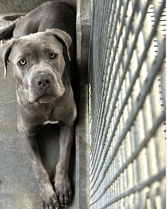 Meet the Most Gentle, Soft-Hearted Dog Who Nobody Chooses Because He’s “Too Big”