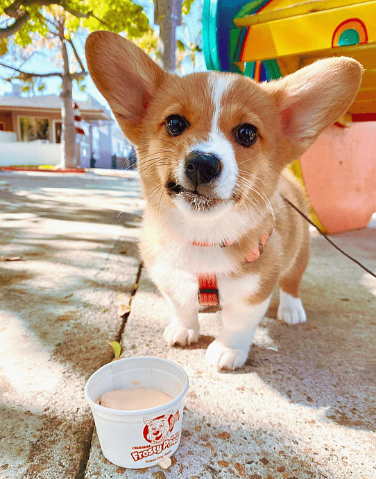 dog celebrating national puppy day on instagram