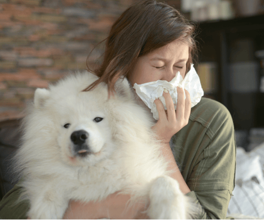 Are Samoyeds Hypoallergenic?