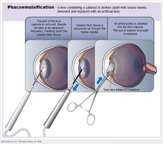Cataracts Surgery Process in Dogs