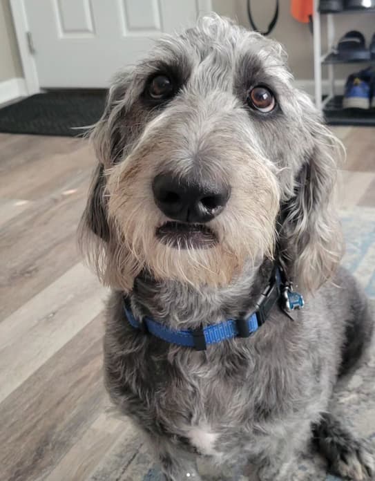 Bassetoodle