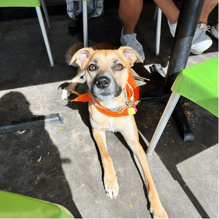 Angel’s Trumpet Ale House, A Dog-Friendly Restaurants in Phoenix, AZ
