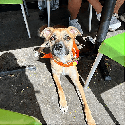 Angel’s Trumpet Ale House, A Dog-Friendly Restaurants in Phoenix, AZ