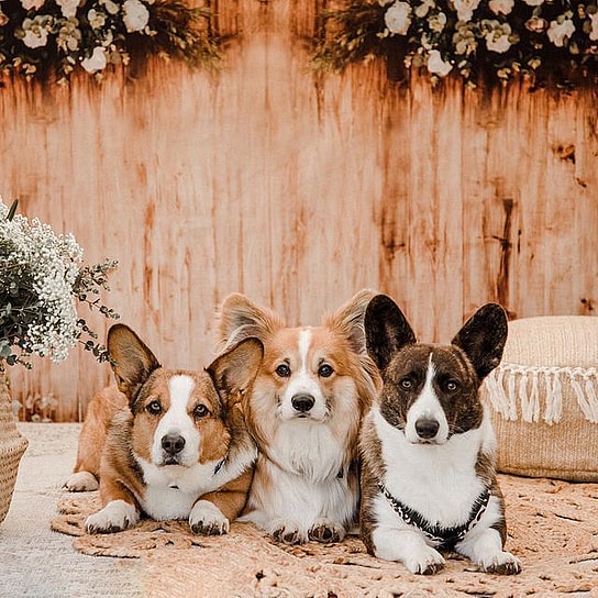 Cardigan Welsh Corgi
