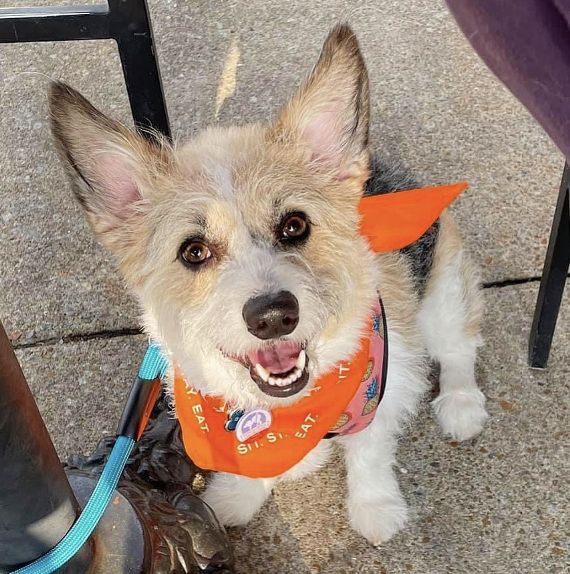 Pickle the Corgipoo