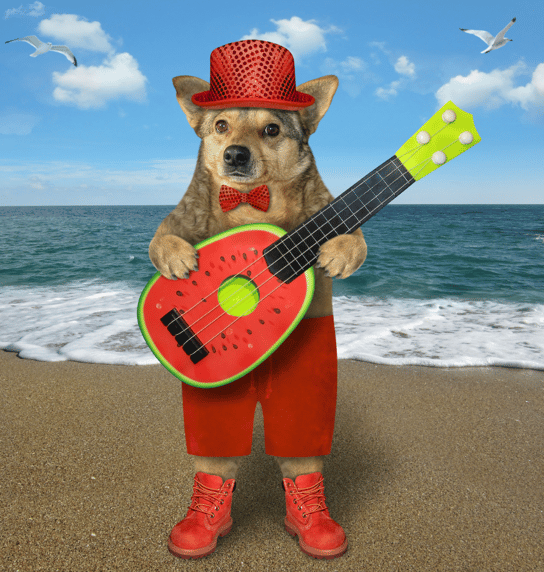 latin - musical dog names
