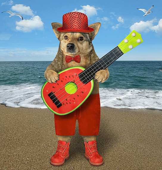 latin - musical dog names