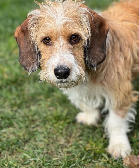 Bassetoodle