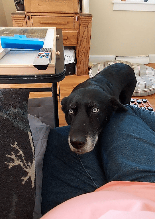 Dog rescue: Everyone Was Terrified of My Dog Until I Did This One Simple Thing