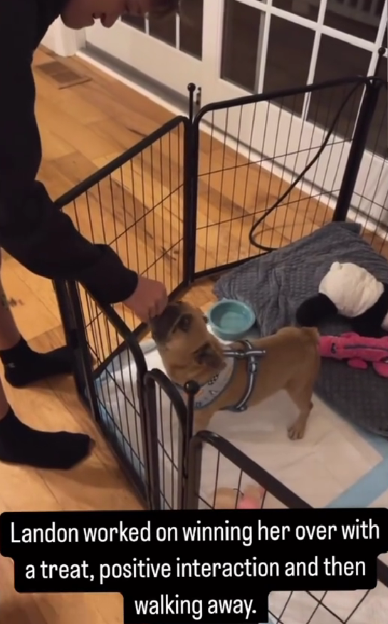 Heartbroken Mama Dog Dumped After Losing Her Babies—She Was Heartbroken Until One Family Changed Everything!